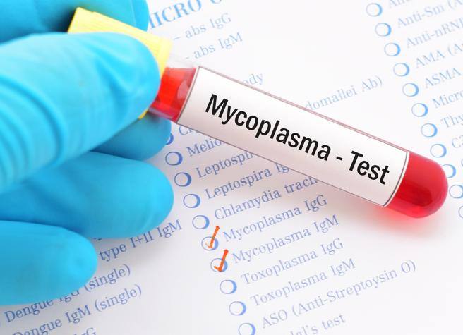 Mycoplasma pneumoniae в плазме крови